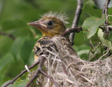 northern oriole family 39