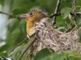 northern oriole family 43