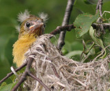 northern oriole family 44
