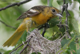 Northern Oriole - Female