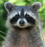 raccoon