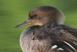 hooded merganser 232