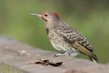 northern flicker 34