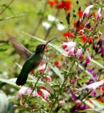 hummingbird flying