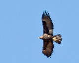 Golden Eagle near Bryce
