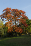 Fall tree int.jpg