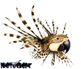 Parrot-Lionfish