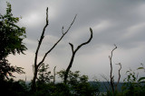 Brewing Storm.