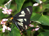 Sierran Pericopid Moth.jpg