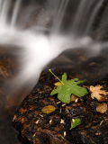 Maple Leaf by Waterfall.jpg