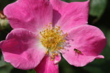 Rose and Bee Macro<BR>July 17, 2008