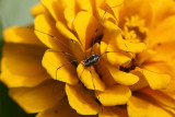 Spider Macro<BR>July 22, 2008