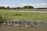 Geese at River<BR>July 25, 2008
