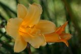 September 22, 2006<BR>Backlit Lilly