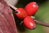 Dogwood Berries