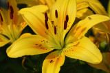 Yellow Lilly<BR>July 9, 2008