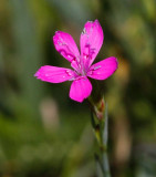 ngsnejlika (Dianthus deltoides)