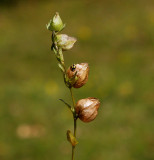 Ängsskallra (Rhinanthus minor)