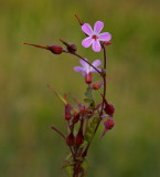 Stinknäva (Geranium robertianum)