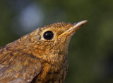 Robin (Erithacus rubecula), 1K