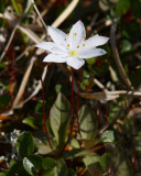 Skogsstjrna (Trientalis europaea)