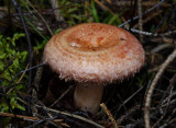 Skäggriska (Lactarius torminosus)