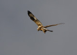 Rough-legged Buzzard (Buteo lagopus)