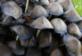 Grå bläcksvamp (Coprinus atramentarius)
