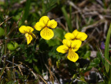 Fjällviol (Viola biflora)