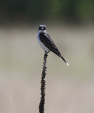 Eastern Kingbird (Tyrannus tyrannus)