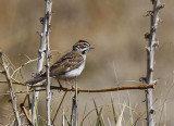 Lark Sparrow  (Chondestes grammacus)