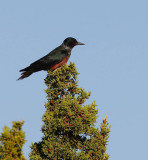 Lewiss Woodpecker (Melanerpes lewis)