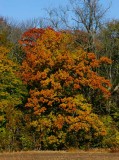 Ek (Quercus robur)