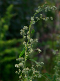 Svenskmlla (Chenopodium suecicum)