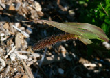 Sträv kavelhirs (Setaria verticillata var. verticillata)