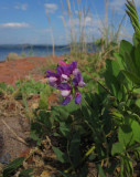 Strandvial (Lathyrus japonicus)