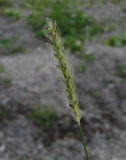 Smal kavelhirs (Setaria parviflora)