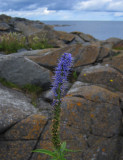 Strandveronika (Veronica longifolia)