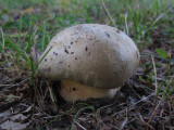 Sommarsopp (Boletus fechtneri )