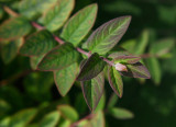 Spärrtry (Lonicera morrowii)