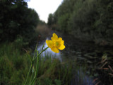 Sjöranunkel (Ranunculus lingua)