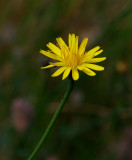 Rotfibbla (Hypochaeris radicata)