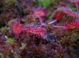 Rundsileshår (Drosera rotundifolia)