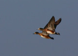 American Wigeon (Anas americana)