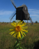 Krissla (Inula salicina)