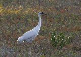 Whooping Crane (Grus americana)