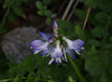 Fjllvedel (Astragalus alpinus)