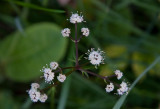 Srlka (Sanicula europaea)