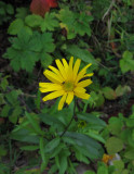Ljusöga (Buphthalmum salicifolium)