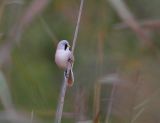 Bearded Tit (Panurus biarmicus)